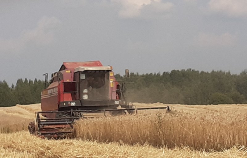 На Чашниччине смолотили первые гектары