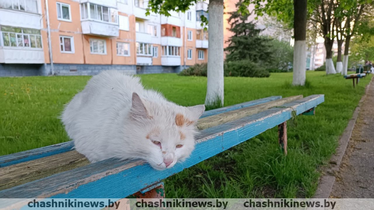 Бродячие животные: как проблема решается на республиканском и районном  уровнях – Чашники Новости Чашник Новолукомль Витебская область Районная  газета Чашникский район Чырвоны прамень Реклама Объявления Услуги