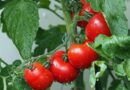 Что могут рассказать листья томатов
